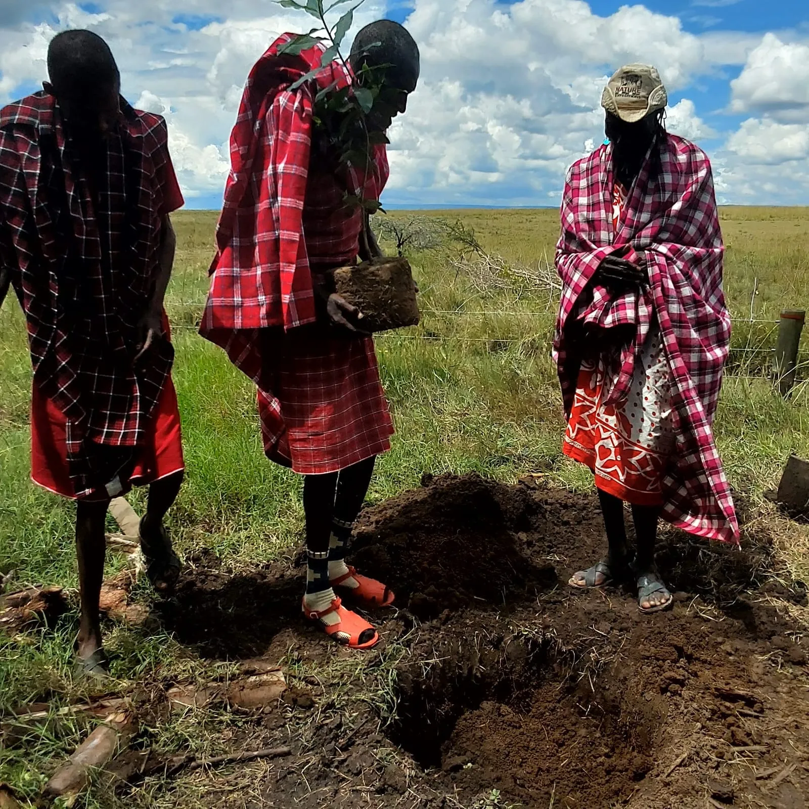 The Maasai assist in reforestation and conservation