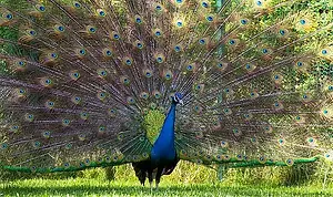 Rare, wild, and camera-shy  meet the feathered icons you’ll only find in DR Congo’s forests.