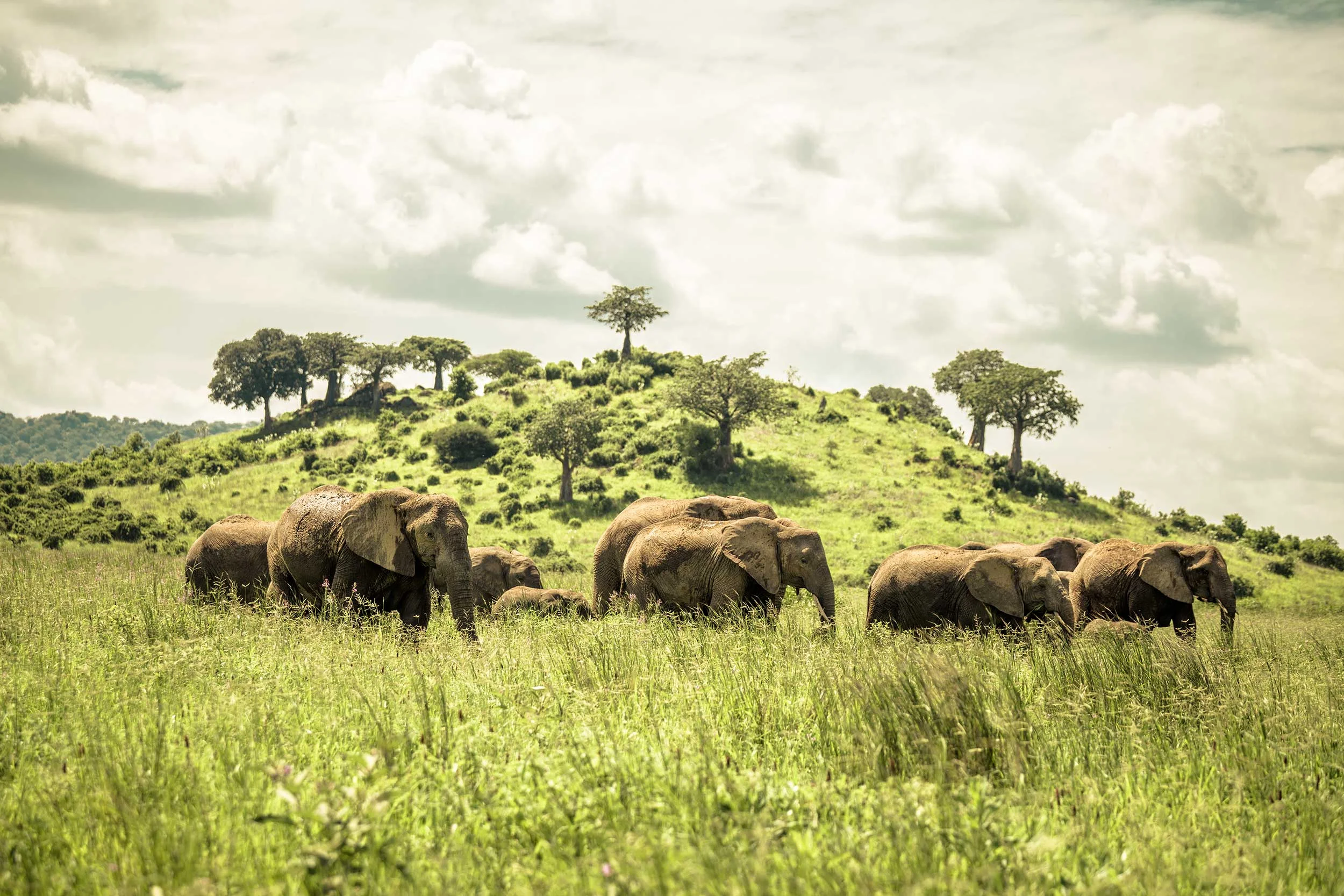 Wild life in Hadzabe land Eyasi landscape