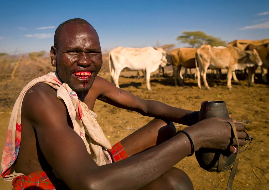 Drinking cow blood is normal with the Maasai