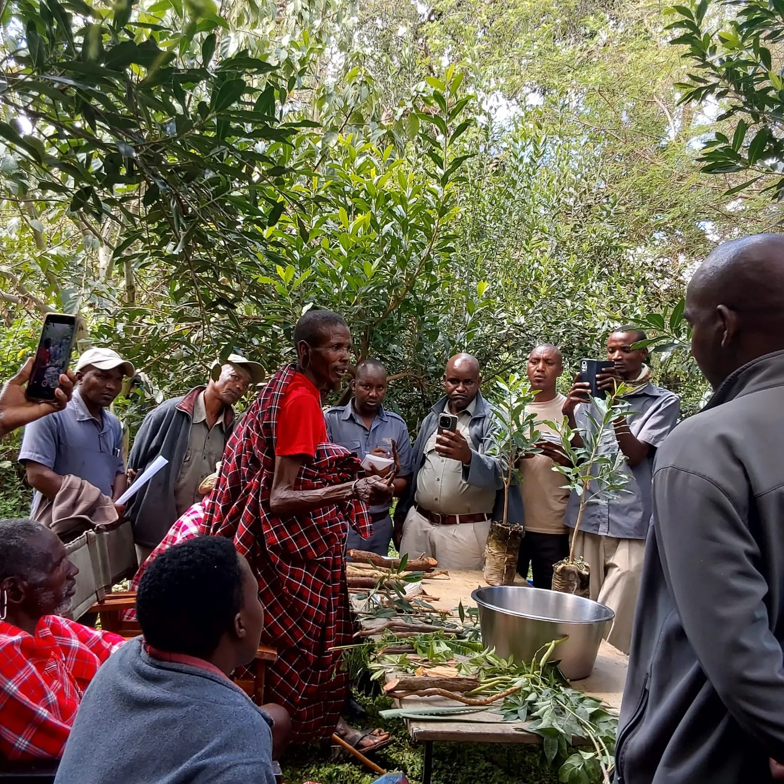 Maasai herbalist