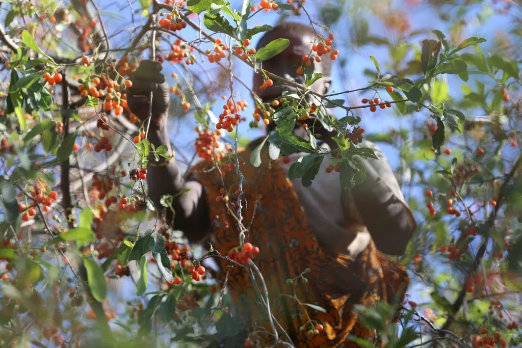 Wild Berries: Seasonal Nutrients