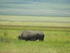 Serengeti vs Ngorongoro: Which Tanzania Safari Should You Choose?
