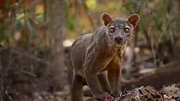 Unique flora and fauna  of Madagascar:Eight Species Found Nowhere Else