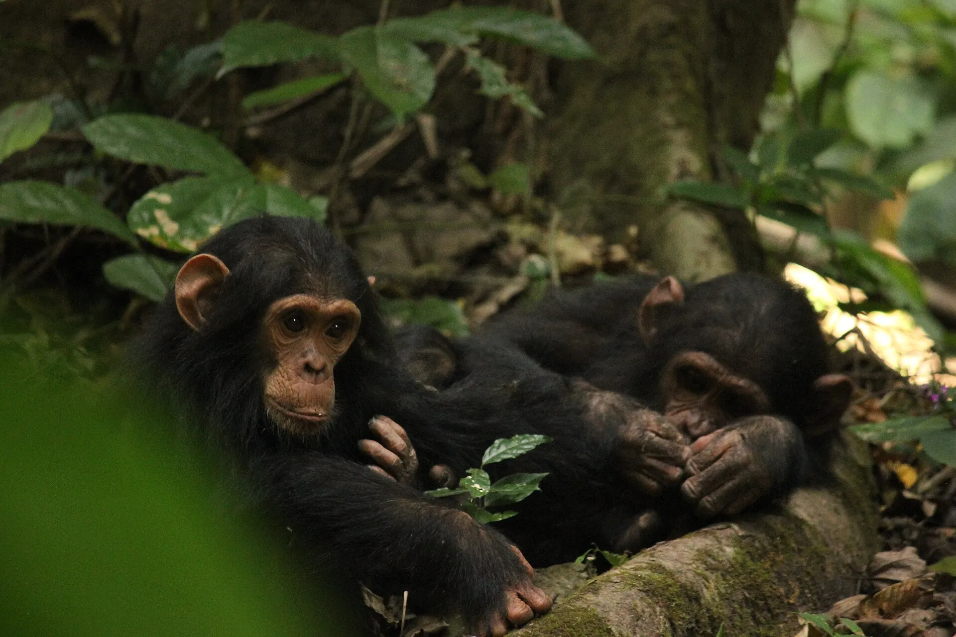 Primate-tracking experience