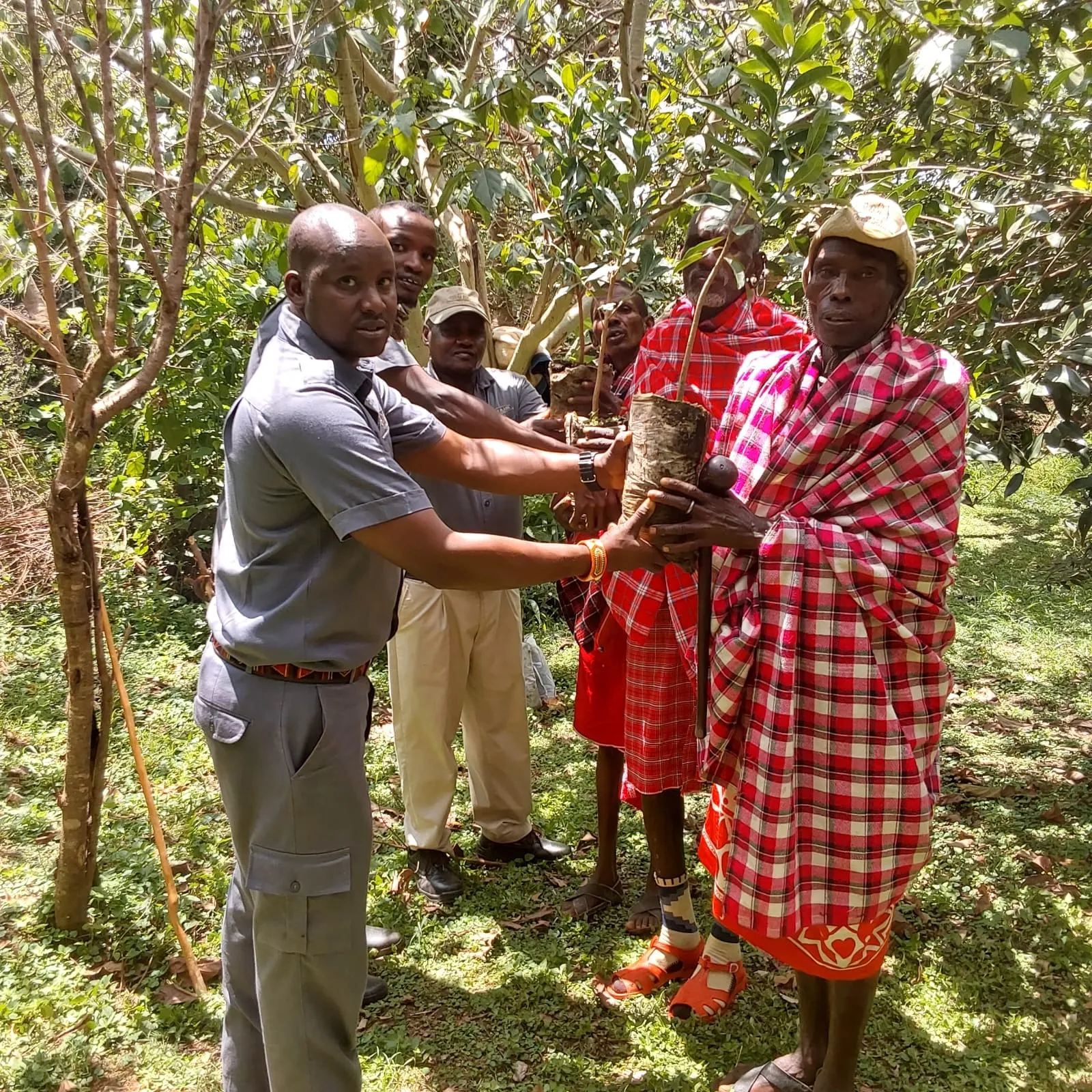 The Maasai assist in reforestation and conservation