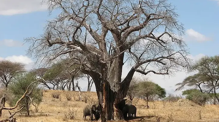 Compare northern and southern Tanzania safaris by wildlife, crowds, costs, activities and access to choose the right circuit for your trip.