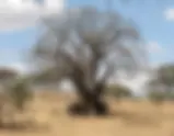 Northern vs Southern Tanzania Safari: Which Circuit Is Better?