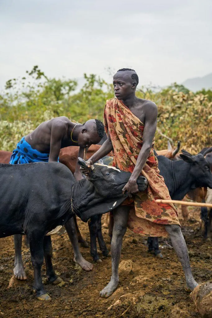 A herder feeling a cow jugular vein to be cut 