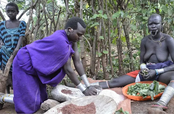 Explore how Ethiopia’s Suri people use plants to treat illness, protect wounds, support childbirth, and preserve healing knowledge.