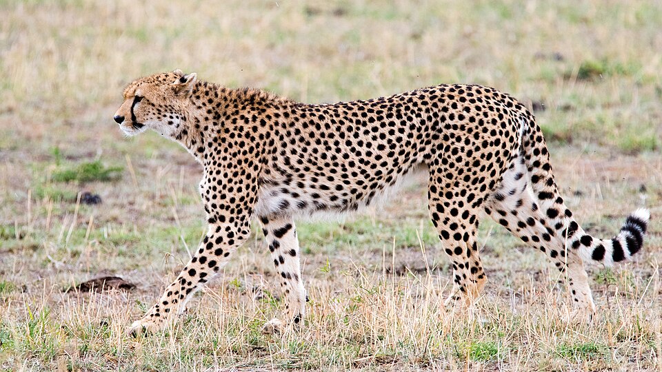 A cheetah patrols the open grasslands of Tanzania’s safari country.