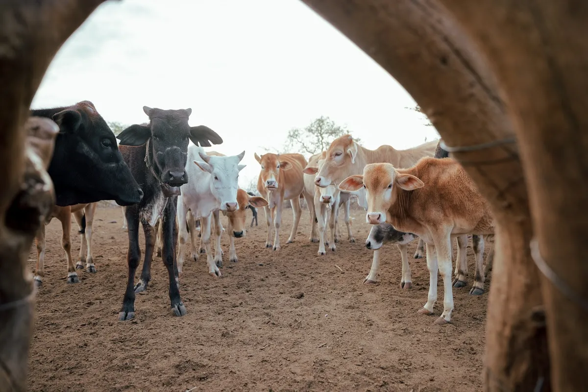 Cattle gathered inside a Maasai homestead