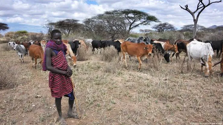 Maasai pastoralist