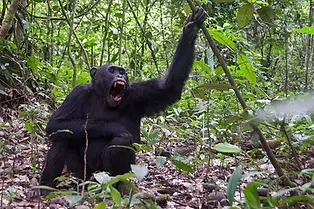 Kibale Chimpanzee civil war Puts Uganda at Center of Global Research