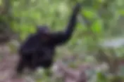 Kibale Chimpanzee civil war Puts Uganda at Center of Global Research