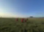 Maasai community members cross the open grasslands of Kenya’s Maasai Mara, wearing their distinctive red shúkà cloth. Credit:triptohelp