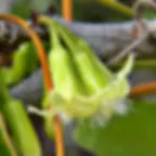 Ximenia americana known as lomay in Suri