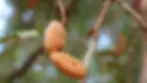 Tamarindus indica recorded by Abbink as ragay in Suri, was used for persistent stomach pain.
