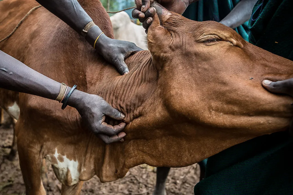 A herder feeling a cow jugular vein to be cut 