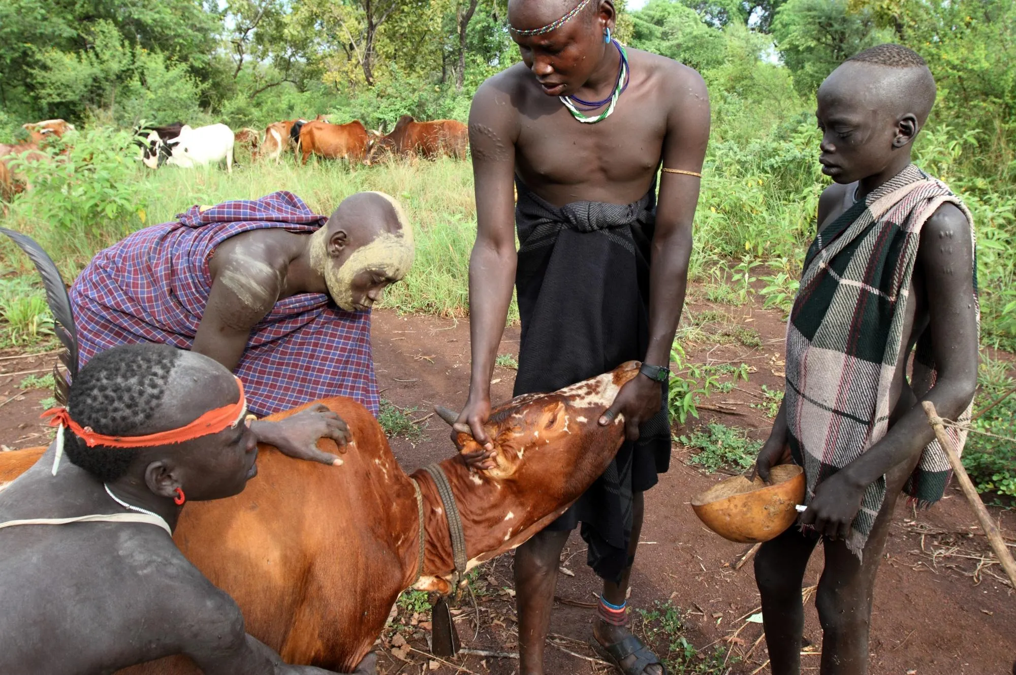 A herder feeling a cow jugular vein to be cut 