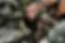 why-france-denial-troop-presence-eastern-drc-matters