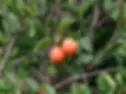 Ximenia americana known as lomay in Suri, was used on cuts and after piercing.