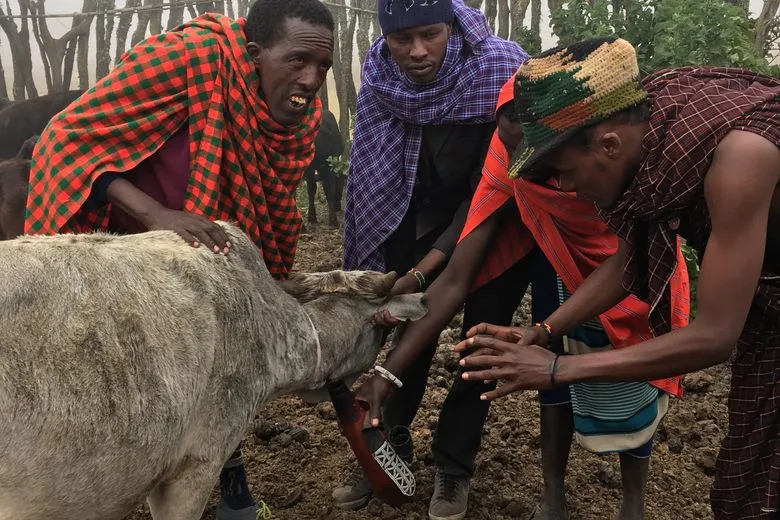 Maasai practice bloodletting