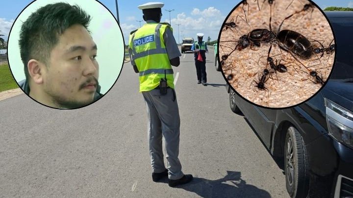 Kenya’s arrest of a Chinese national over queen ant smuggling points to a wider wildlife trafficking shift toward smaller, high-demand species.