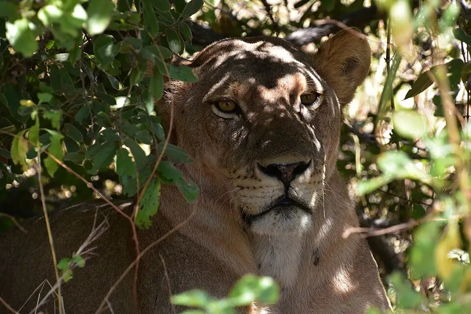 A lion in Ruaha National Park