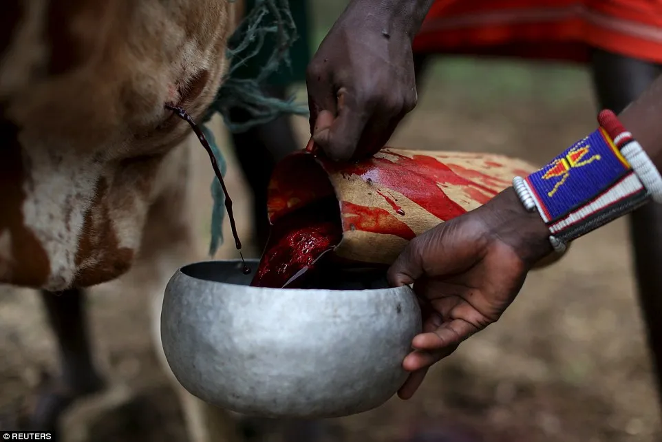 Fresh cattle blood is carefully collected from a living cow to be mixed with milk