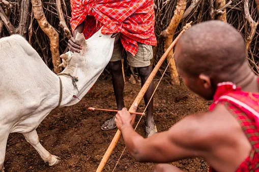 Maasai practice bloodletting