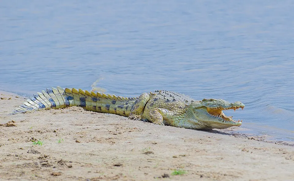 A Nile crocodile in Nyerere National Park