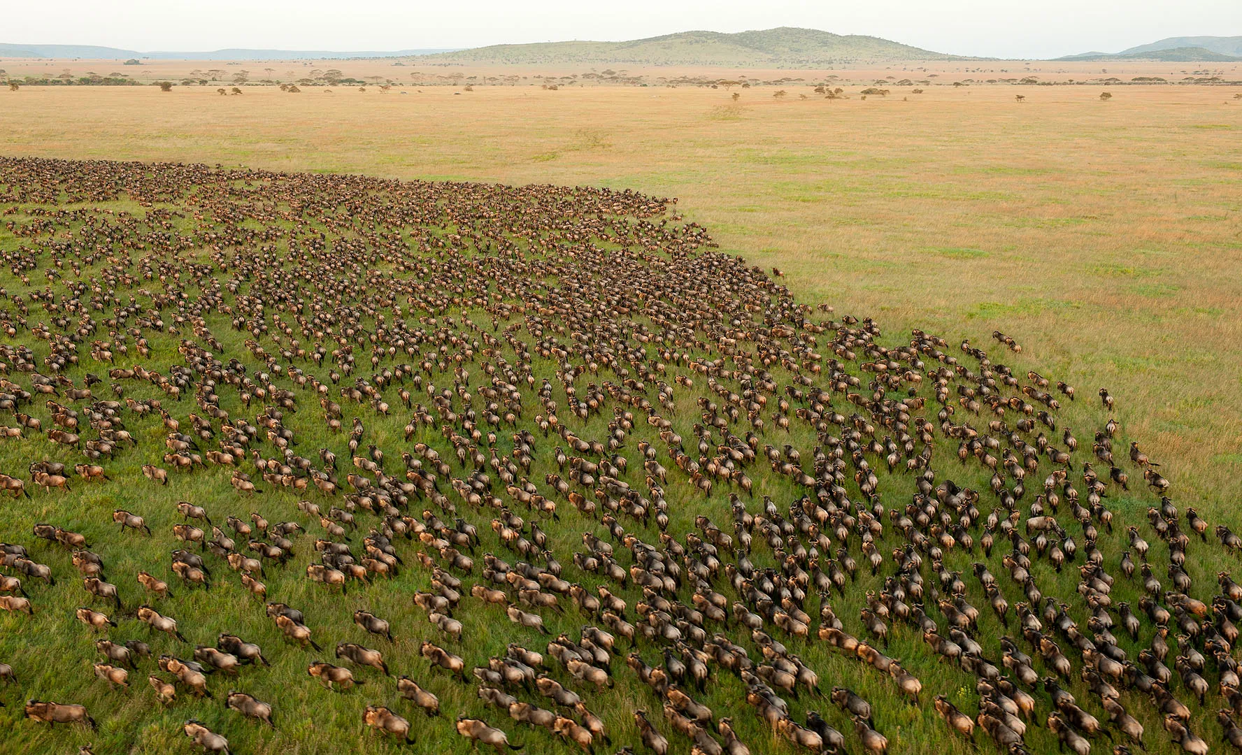 wildebeest herd moves across the Serengeti plains