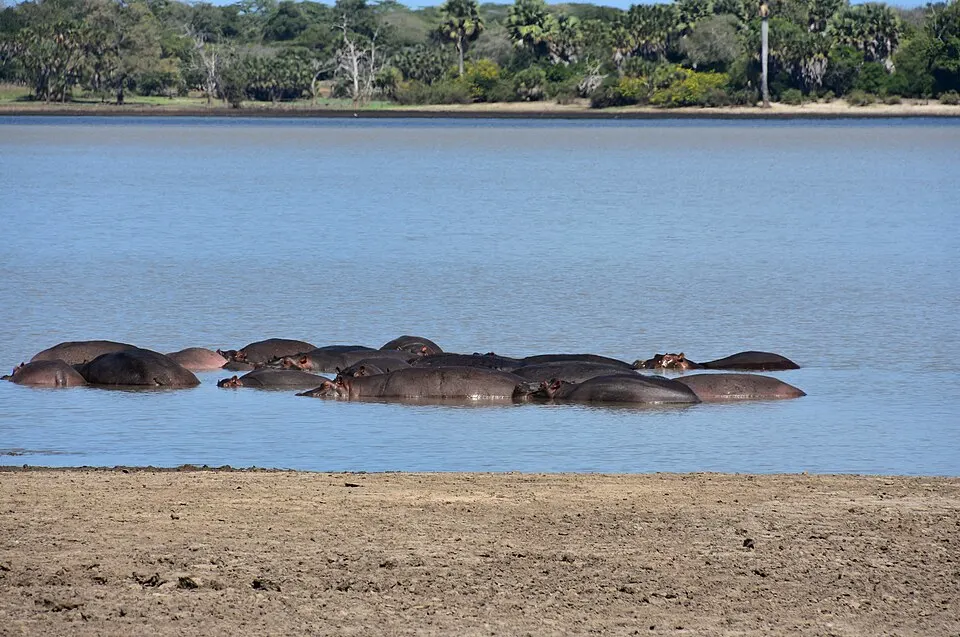 A hippopotamus in the Rufiji River