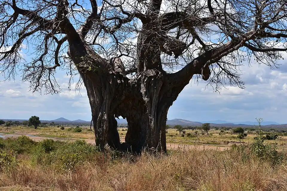 A mature baobab in Ruaha National Park