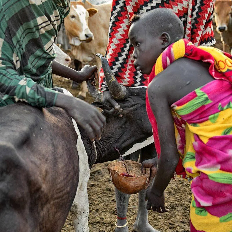 Fresh cattle blood is carefully collected from a living cow to be mixed with milk