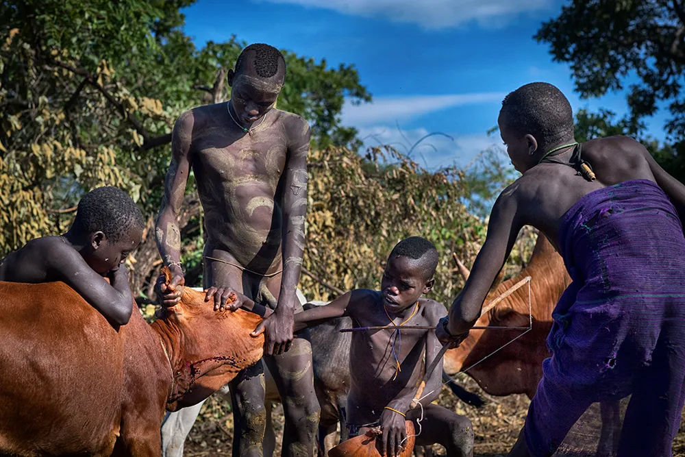 Fresh cattle blood is carefully collected from a living cow to be mixed with milk