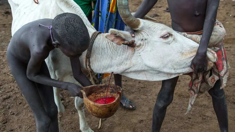 Fresh cattle blood is carefully collected from a living cow to be mixed with milk