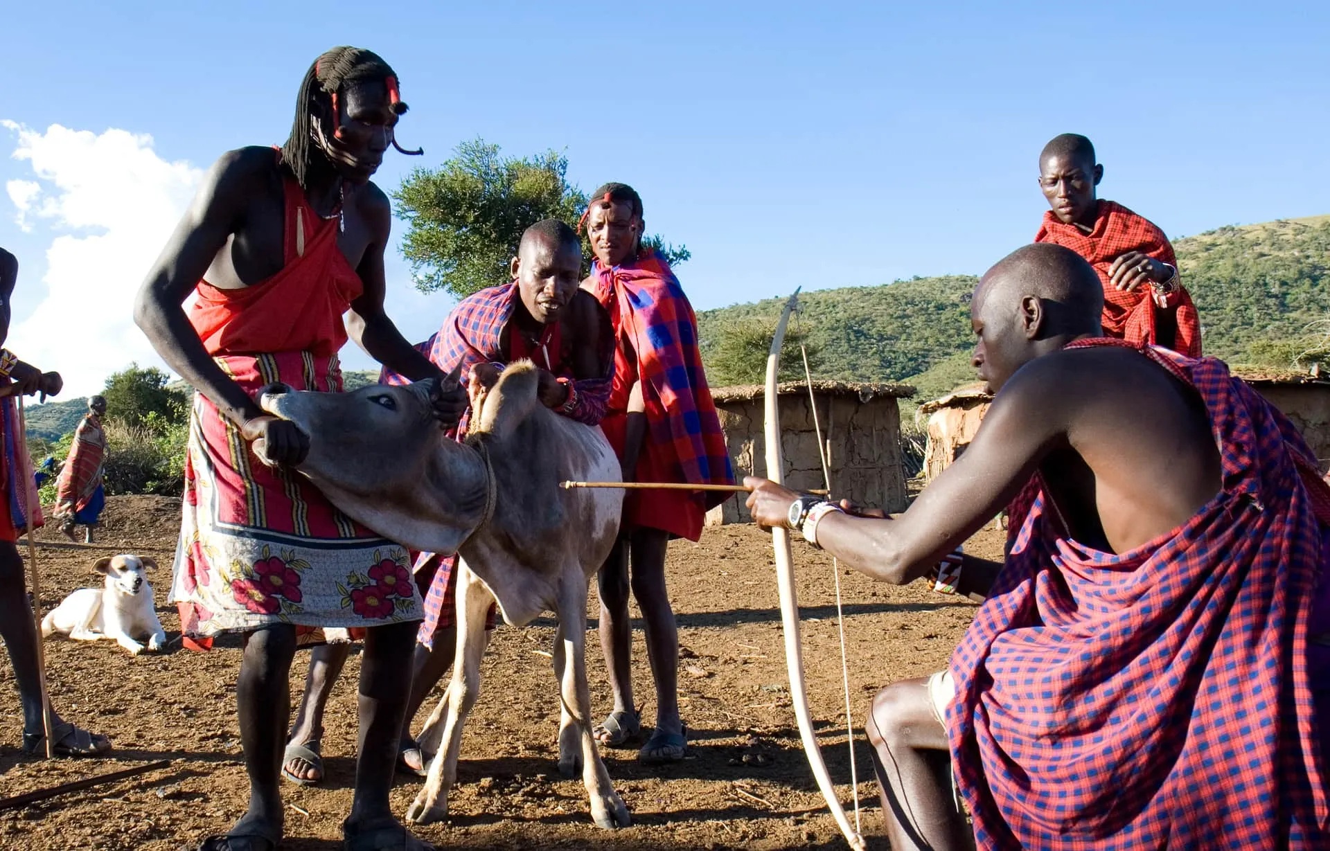 Maasai practice bloodletting