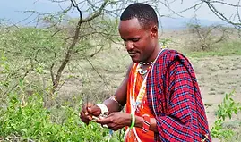 maasai-herbal-remedies-primary-healthcare