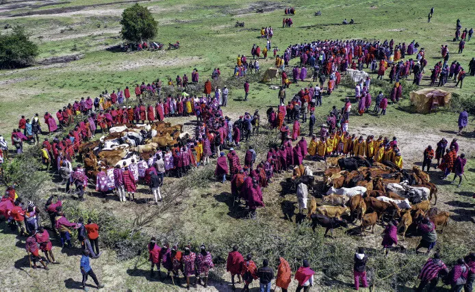 Maasai pastoralists gather with their cattle