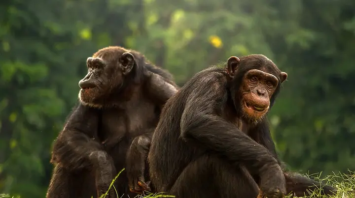 Discover the best things to do in Kinshasa, from nature escapes to cultural landmarks. Explore top attractions and travel tips for your visit.
