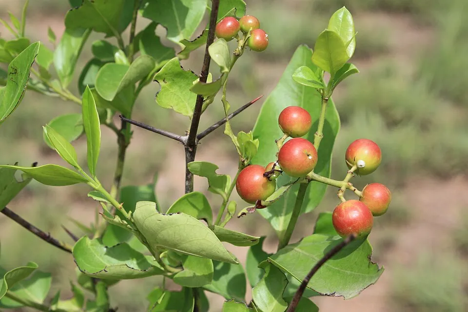 Carissa edulis