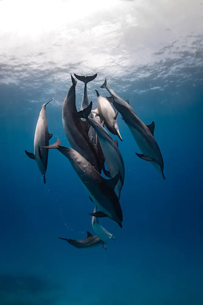 dolphins-1.webp