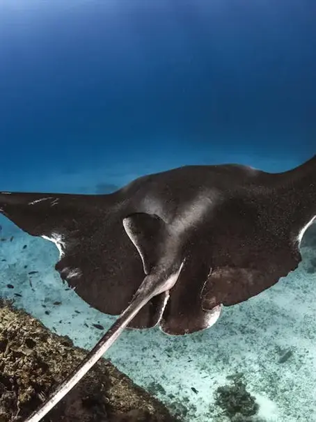Discover the Magic of a Manta Ray Dive in Kailua-Kona