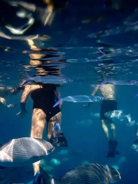 Discover Unique Marine Life Adventures with Big Island Divers