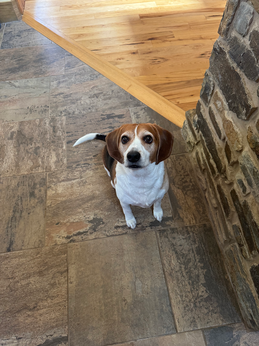 Howard at 6:10 ish AM. - Sometimes his owners sleep in….