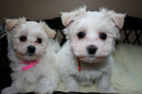 havanesepuppy.jpg