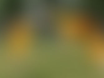 O esporte no cinema asiático