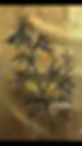 Fleurs